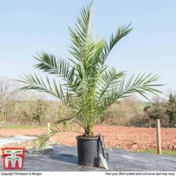 Phoenix Palm -Flourish Flora PHOE T16993 E