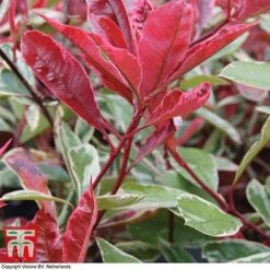 Photinia X Fraseri 'Pink Marble' -Flourish Flora PHOT T57870 B