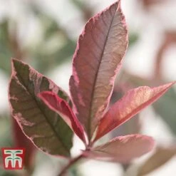Photinia X Fraseri 'Pink Marble' -Flourish Flora PHOT T57870 C