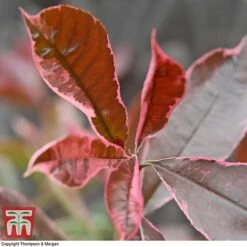 Photinia X Fraseri 'Pink Marble'