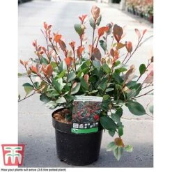 Photinia Fraseri 'Little Red Robin' -Flourish Flora PHOT T68445 B