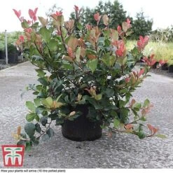 Photinia Fraseri 'Little Red Robin' -Flourish Flora PHOT T68445 C
