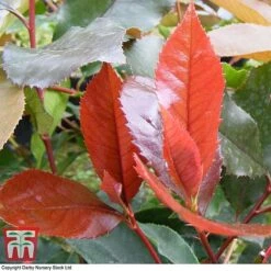 Photinia X Fraseri 'Scarlet Blaze' -Flourish Flora PHOT TKA0787 C