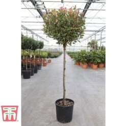 Photinia Fraseri 'Little Red Robin' (Standard) -Flourish Flora PHOT WKA8639 A