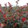 Photinia Fraseri 'Little Red Robin' (Standard)