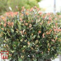 Photinia Fraseri 'Little Red Robin' (Standard) -Flourish Flora PHOT WKA8639 D