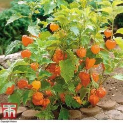 Everlasting Perennial Collection -Flourish Flora PHYS 10631 A2