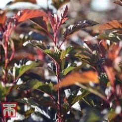 Physocarpus Opulifolius 'Diable D'Or' -Flourish Flora PHYS T58248 B