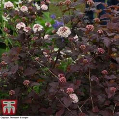 Physocarpus Opulifolius 'Lady In Red' -Flourish Flora PHYS T58482 E