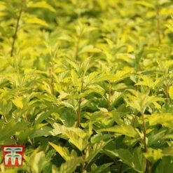 Physocarpus Opulifolius 'Angel Gold' -Flourish Flora PHYS T66378 D