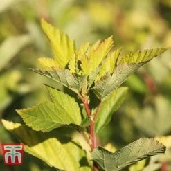 Physocarpus Opulifolius 'Angel Gold' -Flourish Flora PHYS T66378 F