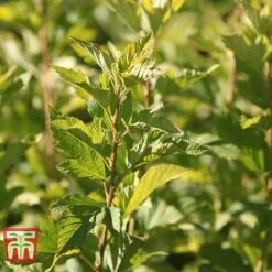 Physocarpus Opulifolius 'Angel Gold' -Flourish Flora PHYS T66378 G