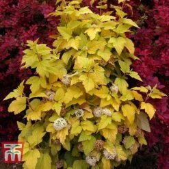 Physocarpus Opulifolius 'Angel Gold' -Flourish Flora PHYS T66378 K