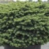 Picea Abies 'Little Gem'