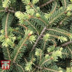 Picea Abies 'Nidiformis' -Flourish Flora PICE T66385 B