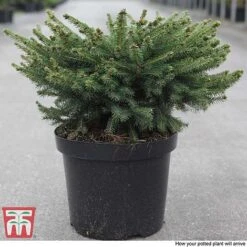 Picea Abies 'Nidiformis' -Flourish Flora PICE T66385 D