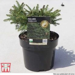 Picea Abies 'Nidiformis' -Flourish Flora PICE T66385 E