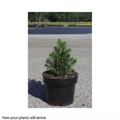 Picea Abies 'Tompa' -Flourish Flora PICE T66386 A h