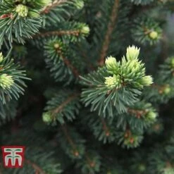 Picea Abies 'Wills Zwerg' -Flourish Flora PICE T66387 B