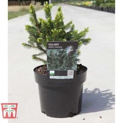 Picea Abies 'Wills Zwerg' -Flourish Flora PICE T66387 D