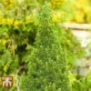 Picea Glauca 'Zuckerhut'