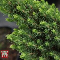 Picea Glauca 'Zuckerhut' -Flourish Flora PICE T66394 B