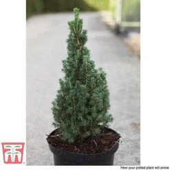 Picea Glauca 'Zuckerhut' -Flourish Flora PICE T66394 C