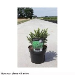 Picea Omorika 'Karel' -Flourish Flora PICE T66395 A h