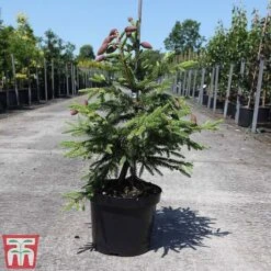 Picea Abies 'Acrocona' -Flourish Flora PICE TKA3320 A
