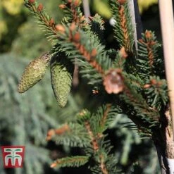 Picea Abies 'Acrocona' -Flourish Flora PICE TKA3320 D