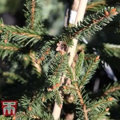 Picea Abies 'Acrocona' -Flourish Flora PICE TKA3320 E