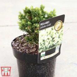 Picea Glauca 'Jalako Gold' -Flourish Flora PICE TKA3322 A