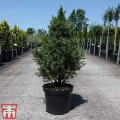 Picea Glauca 'Conica December' -Flourish Flora PICE TKA3326 A