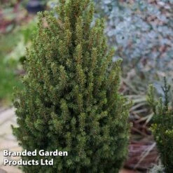 Picea Glauca 'Perfecta' -Flourish Flora PICE PERFECTA S25076
