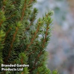 Picea Glauca 'Perfecta' -Flourish Flora PICE PERFECTA S25077
