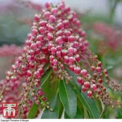 Pieris Japonica 'Passion' -Flourish Flora PIER T58041 C