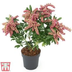 Pieris Japonica 'Passion' -Flourish Flora PIER T58041 E