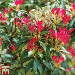 Pieris Collection -Flourish Flora PIER JAPFORFLA L00057