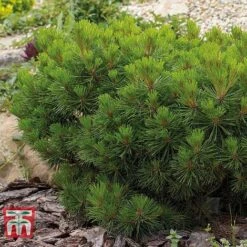 Pinus Mugo 'Pumilio Group' -Flourish Flora PINU T58029 A