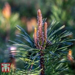 Pinus Mugo 'Pumilio Group' -Flourish Flora PINU T58029 C