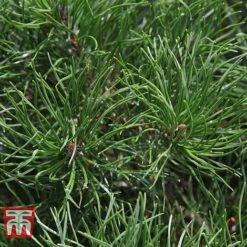 Pinus Mugo 'Pumilio Group' -Flourish Flora PINU T58029 D