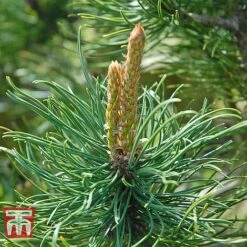 Pinus Mugo 'Pumilio Group' -Flourish Flora PINU T58029 F