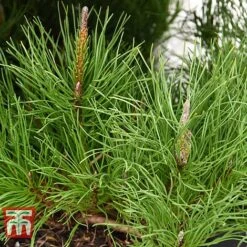 Pinus Mugo 'Pumilio Group' -Flourish Flora PINU T58029 G
