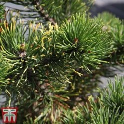 Pinus Mugo 'Carsten's Wintergold' (Standard)