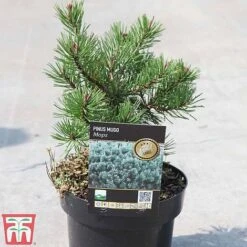 Pinus Mugo 'Mops' -Flourish Flora PINU TKA3342 A