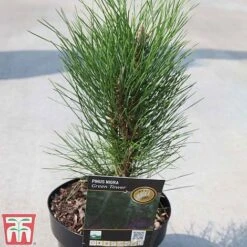 Pinus Nigra 'Green Tower' -Flourish Flora PINU TKA3346 A