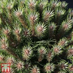 Pinus Nigra 'Marie Bregéon' (Standard) -Flourish Flora PINU TKA3348 A