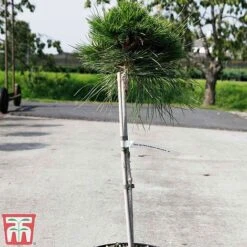 Pinus Nigra 'Marie Bregéon' (Standard) -Flourish Flora PINU TKA3348 C