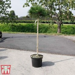 Pinus Nigra 'Marie Bregéon' (Standard) -Flourish Flora PINU TKA3348 D