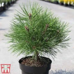 Pinus Nigra 'Pierrick Bregéon' -Flourish Flora PINU TKA3354 B